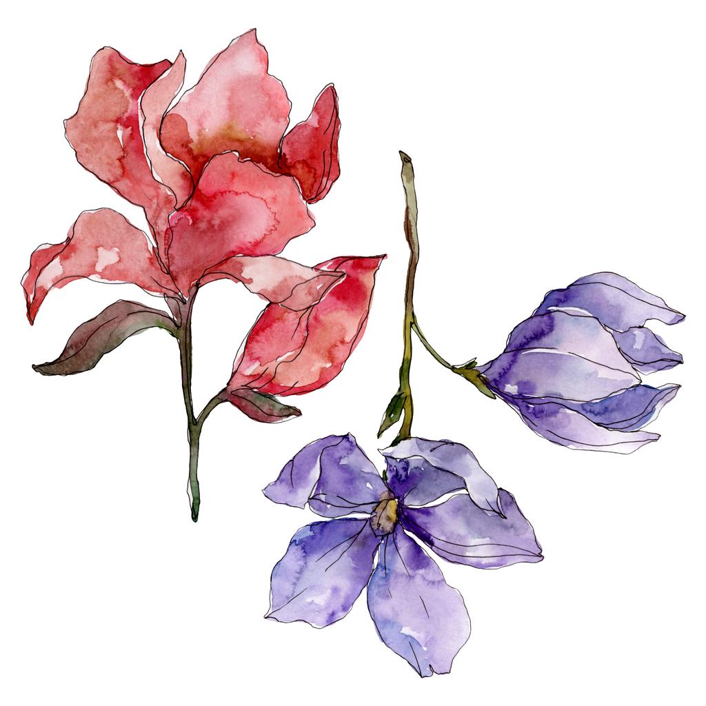 Camelia floral botanical flowers. Watercolor background illustration set. Isolated camelia illustration element. - Photo, Image
