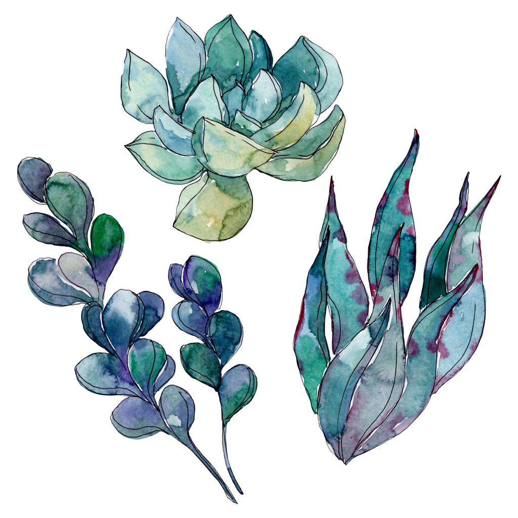 Succulents floral botanical flowers. Wild spring leaf wildflower. Watercolor background illustration set. Watercolour drawing fashion aquarelle. Isolated succulent illustration element. - Photo, Image