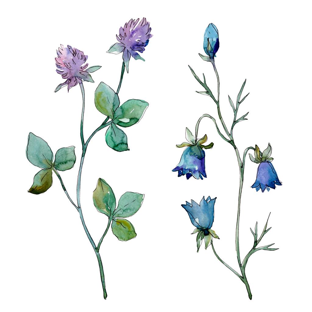 Wildflowers virágos botanikai virágok. Akvarell háttér illusztráció meg. Izolált virágok illusztrációs elem. - Fotó, kép
