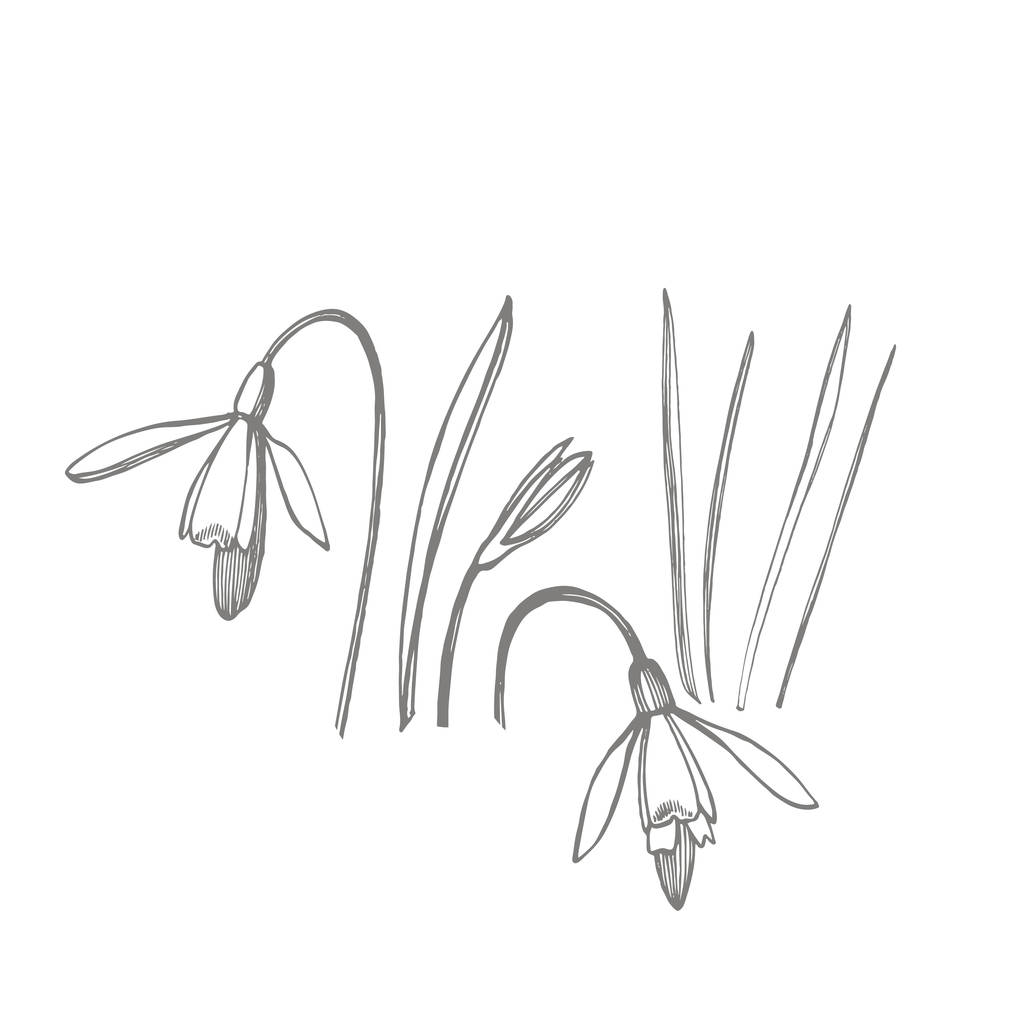 雪滴の春の花。植物のイラスト。ヴィンテージ薬草スケッチインク手描きの医療ハーブや植物のスケッチのセット. - 写真・画像