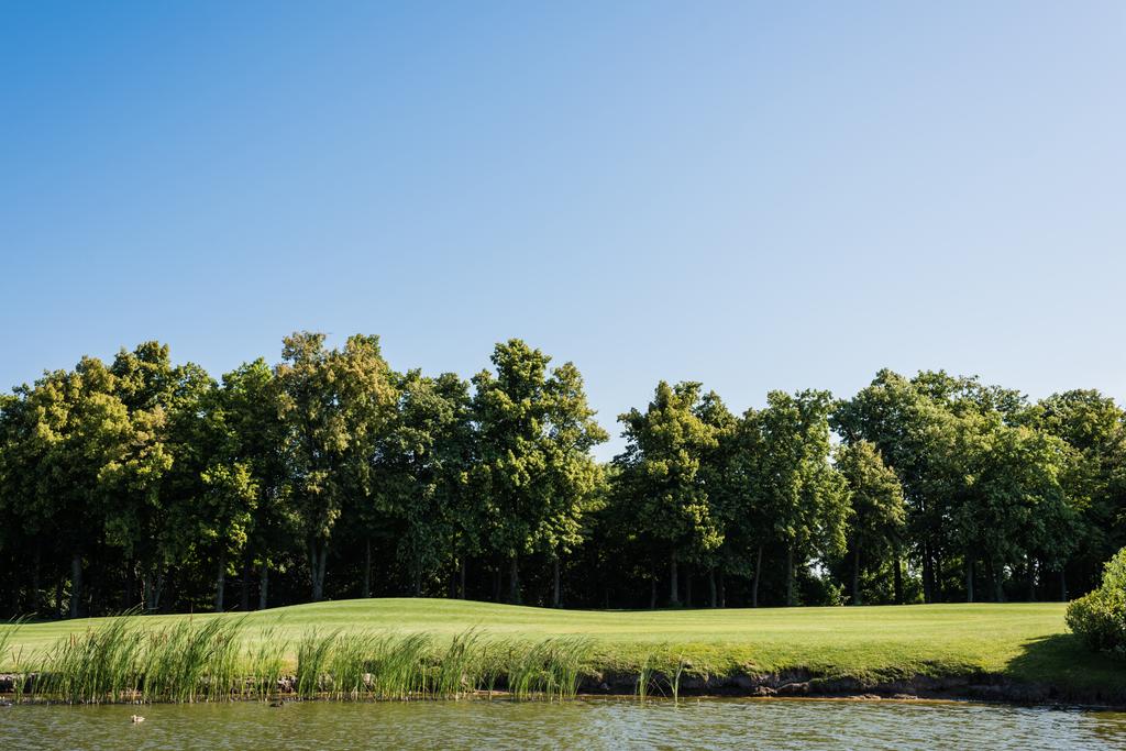 hierba verde y árboles cerca del estanque y el cielo azul en verano
 - Foto, Imagen