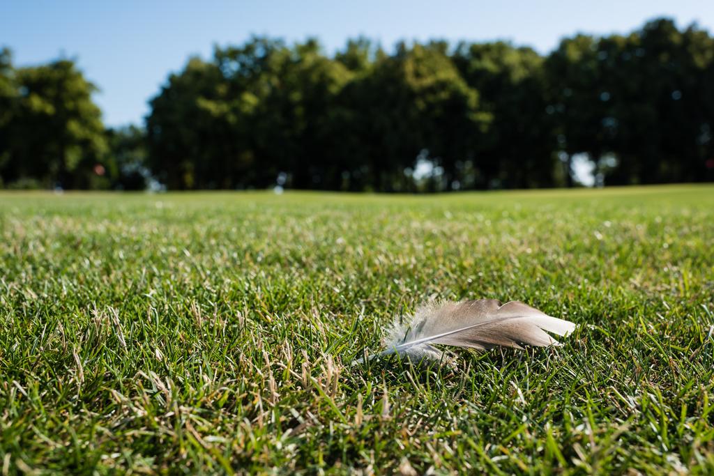 селективное фокусирование пера на зеленой траве в парке летом
  - Фото, изображение