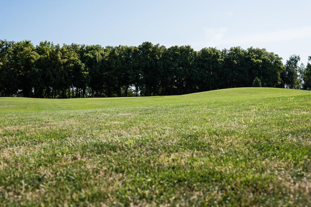 селективный фокус деревьев возле зеленой травы в парке летом
  - Фото, изображение