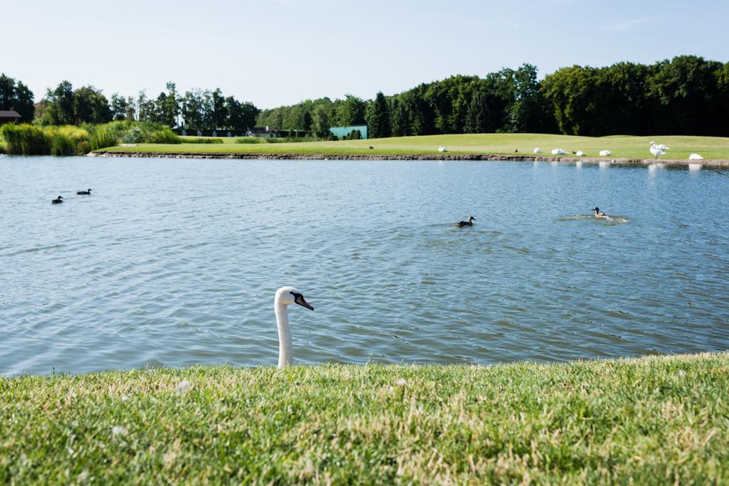 вибірковий фокус білих лебедів, які плавають в озері
  - Фото, зображення