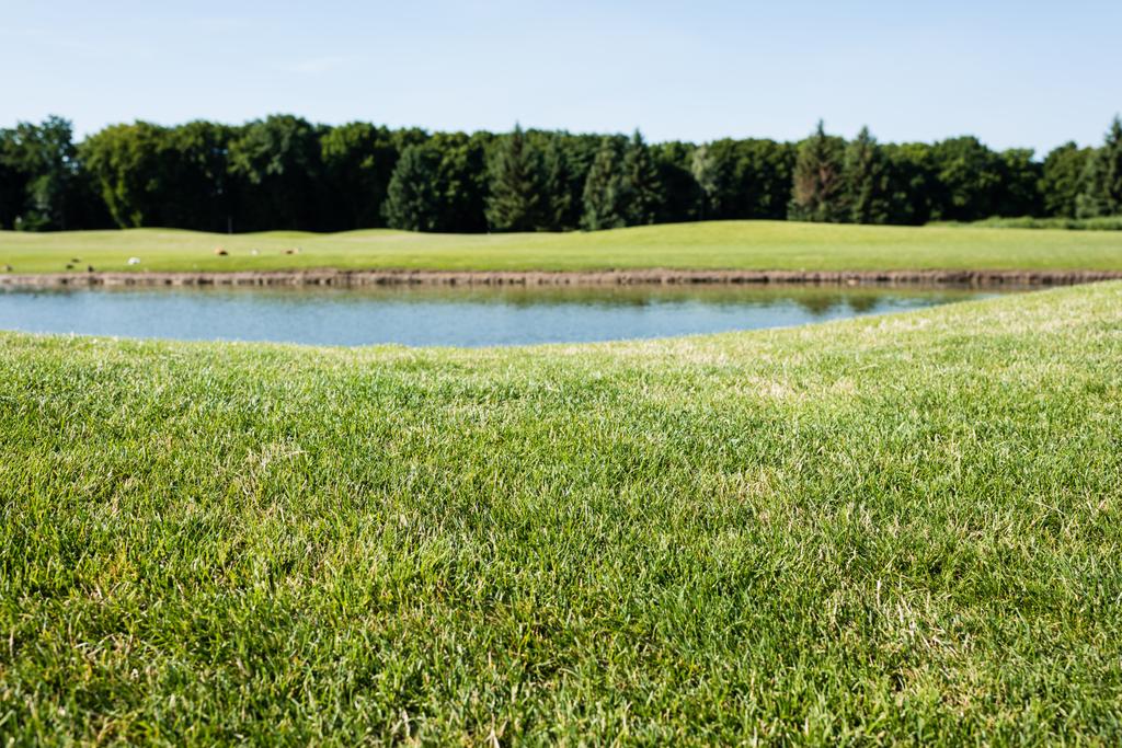 enfoque selectivo de hierba verde cerca de estanque en el parque en verano
  - Foto, imagen