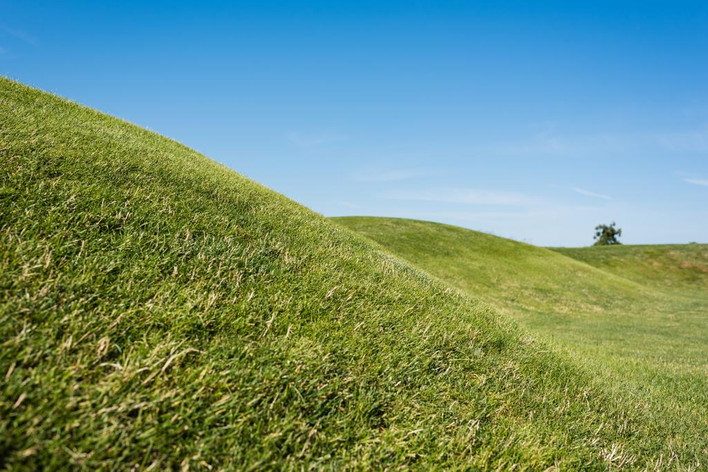 Selektiver Fokus von grünem Gras gegen blauen Himmel im Sommer  - Foto, Bild