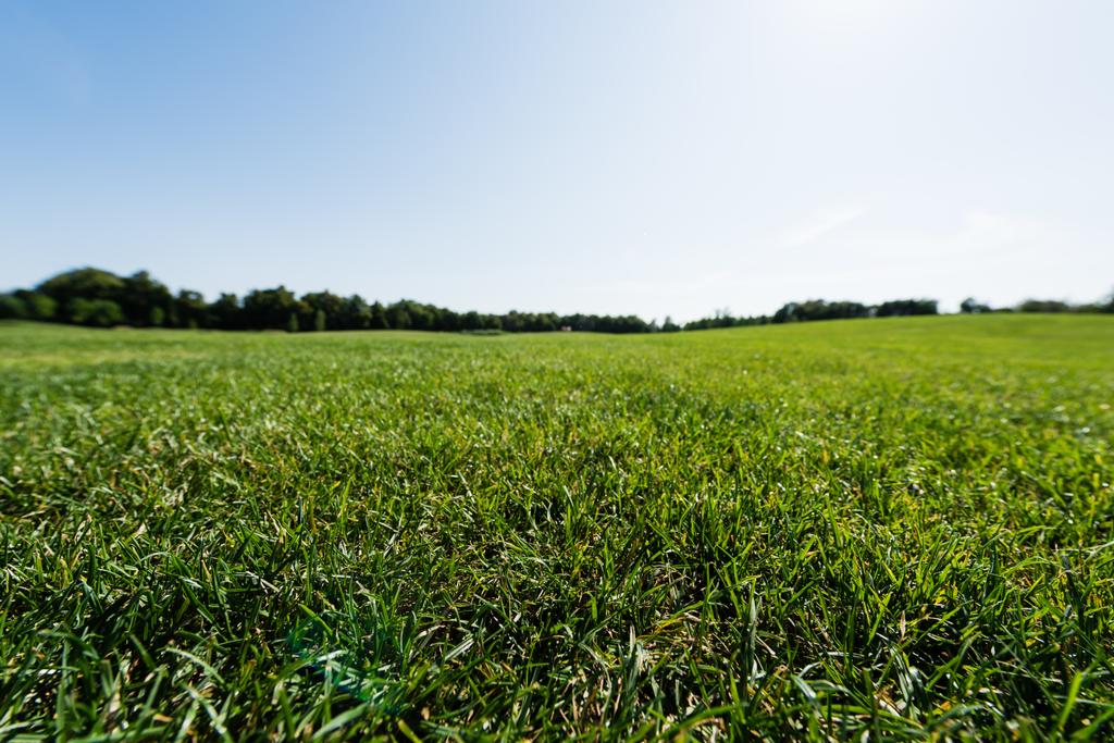 селективный фокус зеленой травы рядом с деревьями против неба в парке
  - Фото, изображение