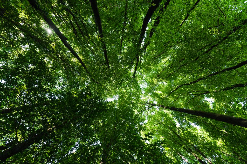 vista inferior de los árboles con hojas verdes y frescas en verano
  - Foto, imagen