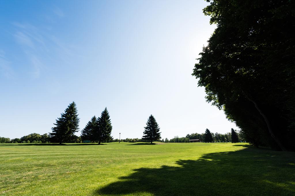 cienie na zielonej trawie w pobliżu drzew przed niebem w parku  - Zdjęcie, obraz