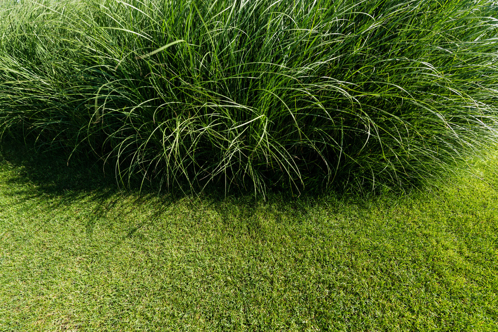 valikoiva painopiste tuoretta ja vihreää ruohoa kesällä
  - Valokuva, kuva