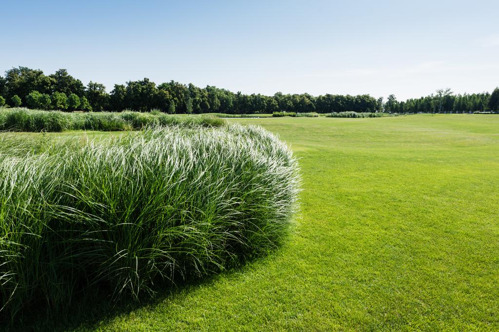 свежая трава возле зеленых деревьев против неба в парке
  - Фото, изображение