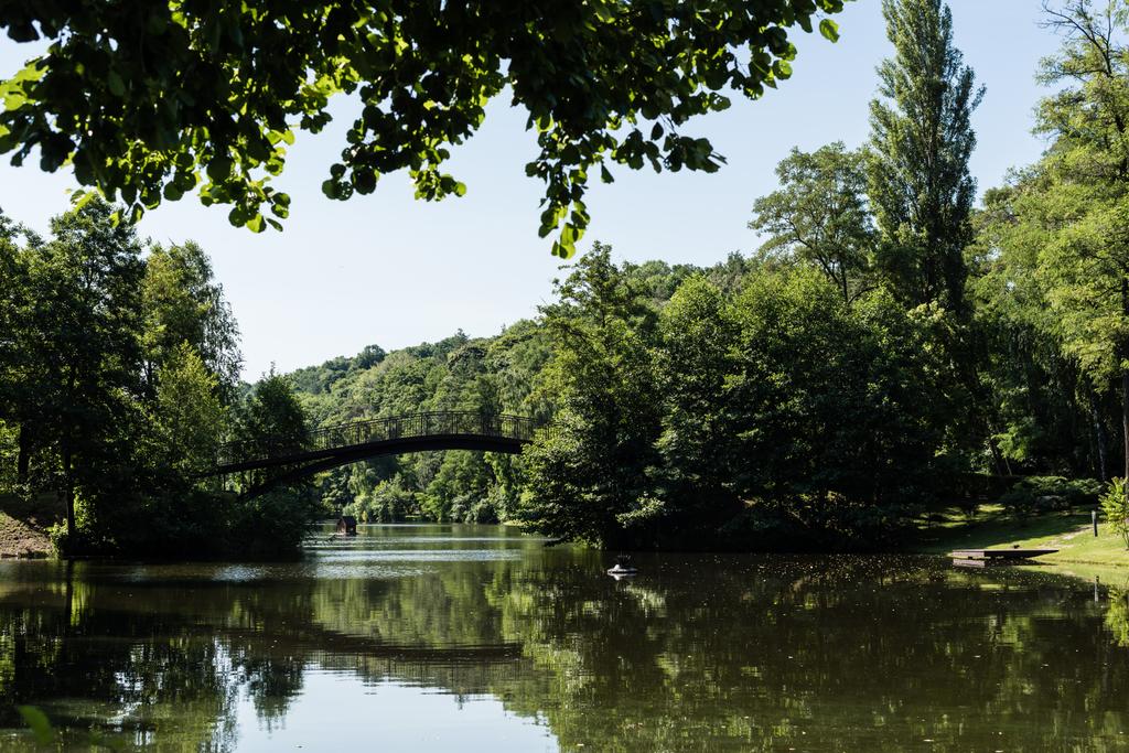 selective focus of green leaves on trees in park with lake  - Photo, Image