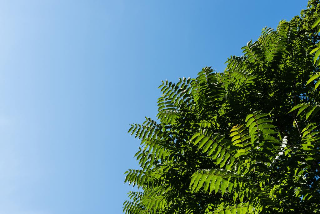 vista inferior de hojas verdes en el árbol contra el cielo azul
  - Foto, imagen