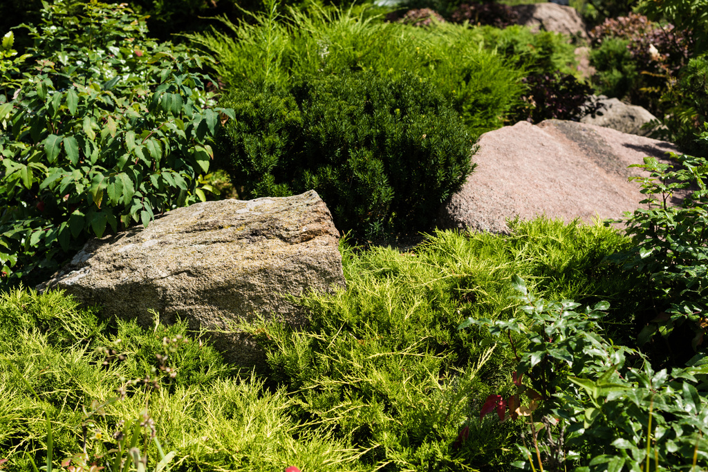 grüne Nadelgehölze und Sträucher mit Blättern in der Nähe von Steinen  - Foto, Bild