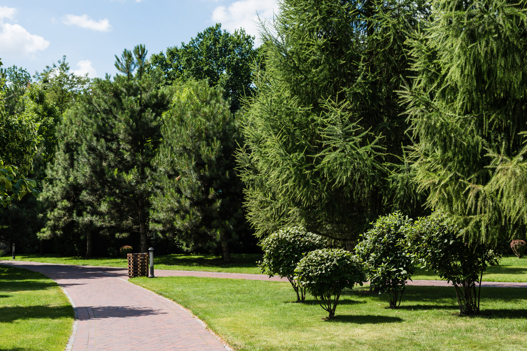 zielone, świeże liście na drzewach i krzakach w pobliżu chodnika w parku  - Zdjęcie, obraz