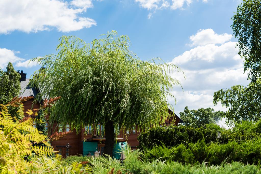 επιλεκτική εστίαση του σπιτιού κοντά σε πράσινα δέντρα με φύλλα κατά του γαλάζιου ουρανού  - Φωτογραφία, εικόνα
