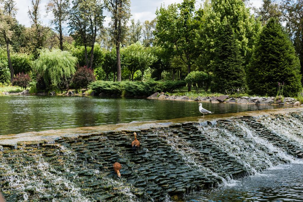 gaviotas de pie sobre piedras cerca del agua que fluye en el parque verde
  - Foto, imagen