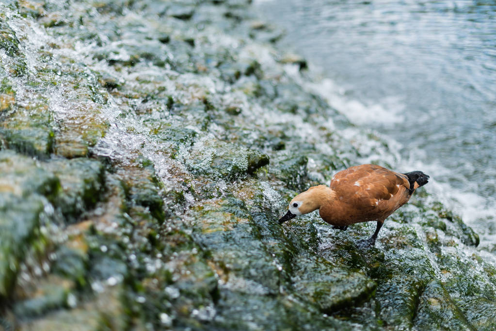 selectieve focus van meeuw staande op stenen in rivier met stromend water  - Foto, afbeelding