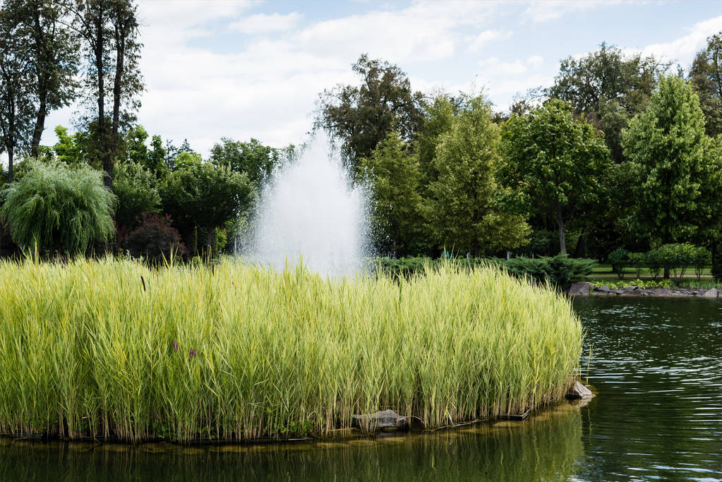Teich mit Brunnen in der Nähe von Büschen, Pflanzen und Bäumen im Park  - Foto, Bild