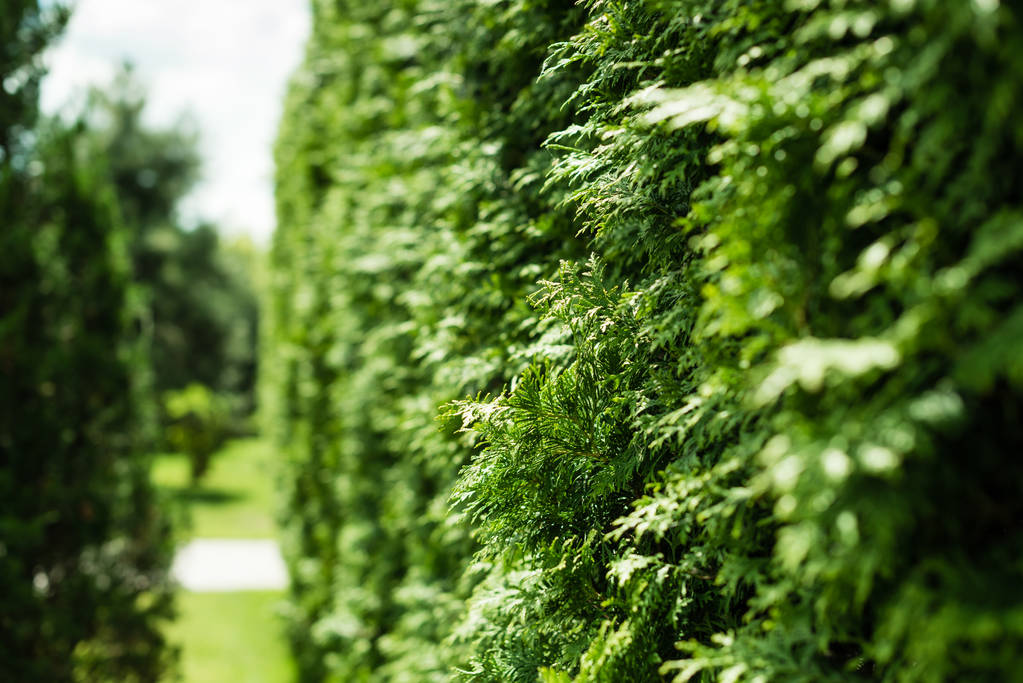 selectieve focus van groene dennenboom met naalden in de zomer  - Foto, afbeelding