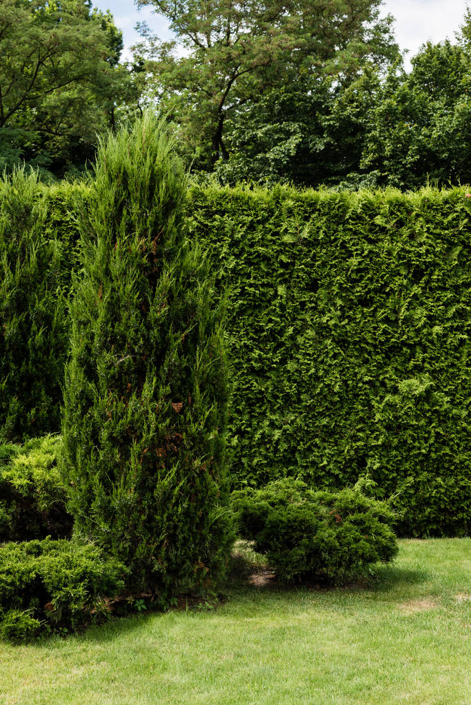 緑の新鮮な草の松の近くの緑の針葉樹植物  - 写真・画像