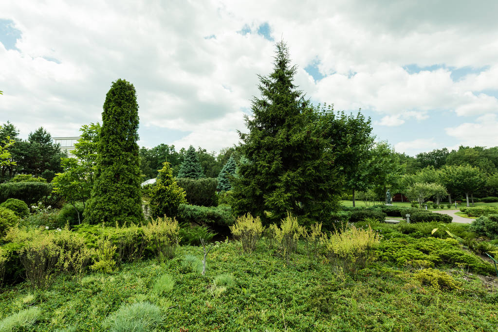 pini verdi e piante sull'erba contro il cielo con le nuvole
  - Foto, immagini