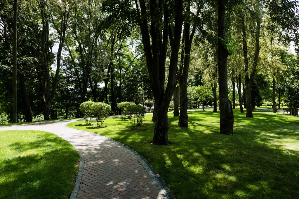 sunlight on path with shadows from trees and bushes in summer park  - Photo, Image