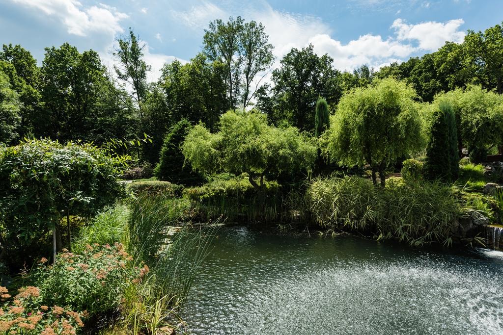 夏の公園の湖の近くの木と緑の茂み  - 写真・画像