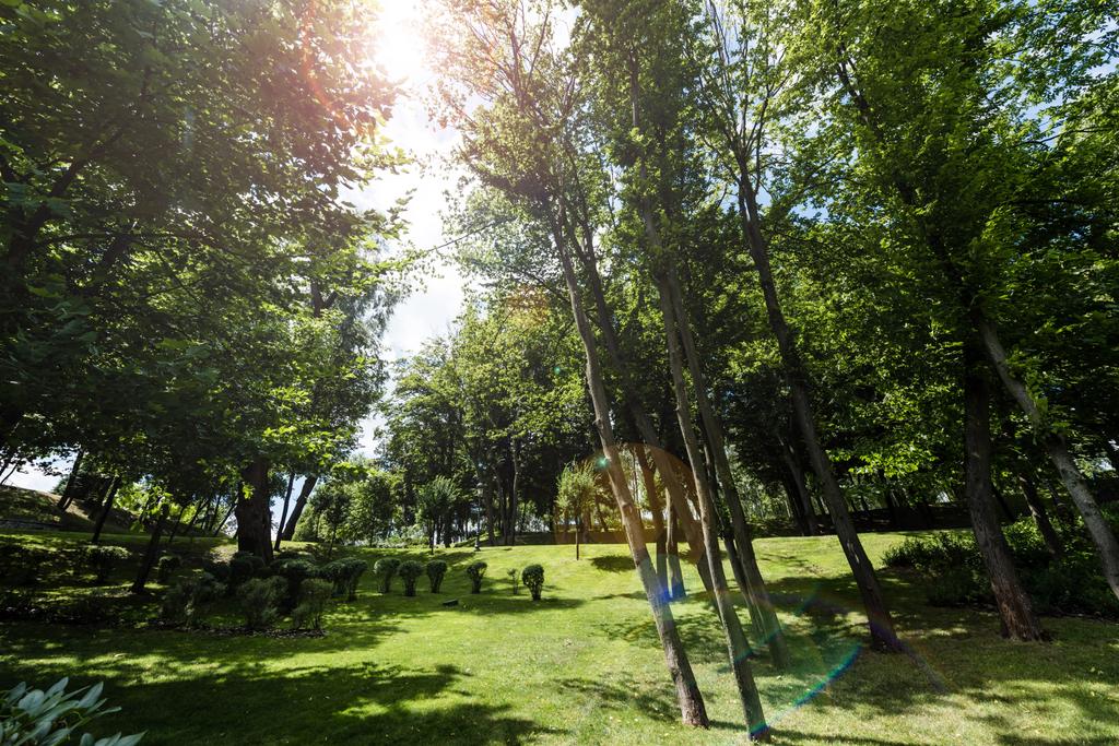 zielone trawy, drzewa i krzewy w parku  - Zdjęcie, obraz