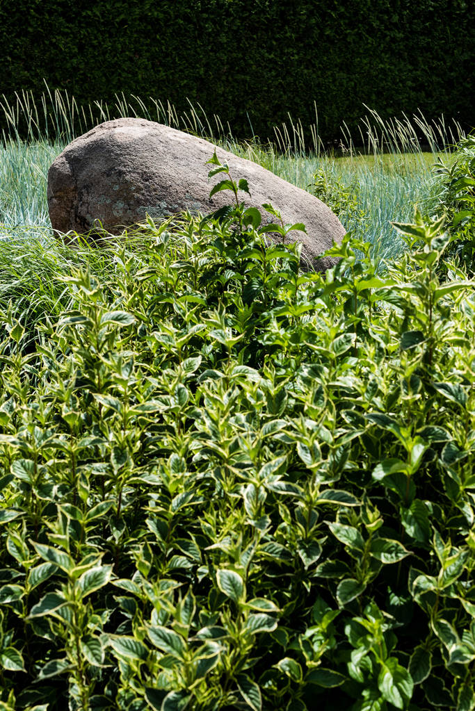 enfoque selectivo de las hojas verdes en el arbusto cerca de la piedra en la hierba
  - Foto, imagen