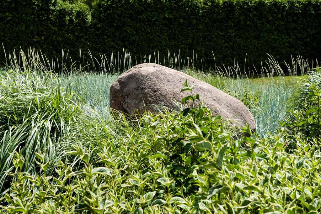 επιλεκτική εστίαση του βράχου σε πράσινο γρασίδι κοντά σε θάμνο στο πάρκο - Φωτογραφία, εικόνα