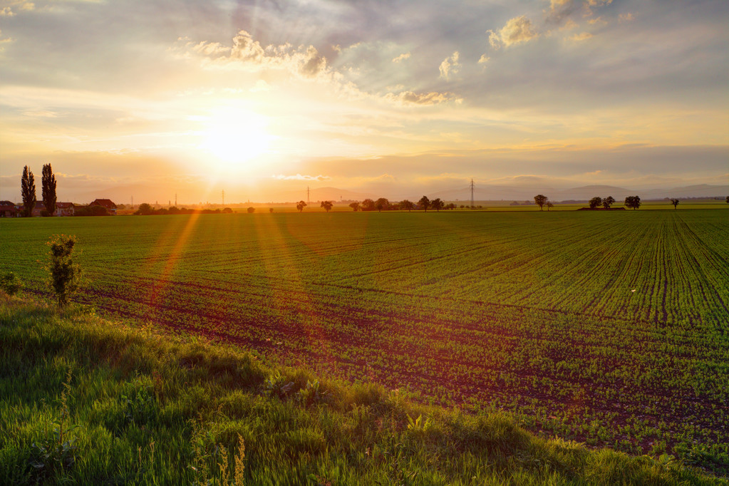 Gree pole při západu slunce - Fotografie, Obrázek