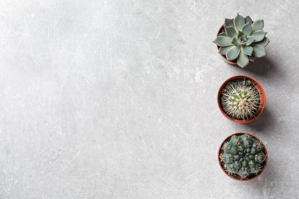 Platte lay compositie met verschillende succulente planten in potten op grijze tafel, ruimte voor tekst. Home decor - Foto, afbeelding