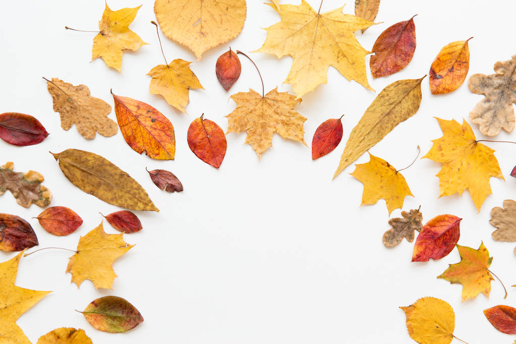 рамка из различных сухих осенних листьев
 - Фото, изображение