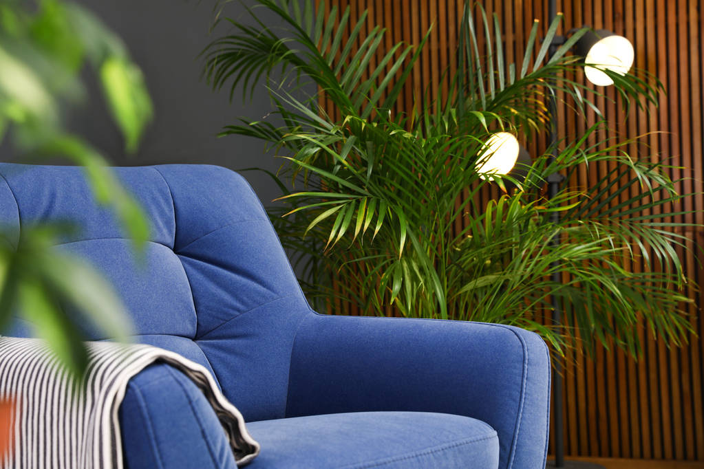 Внутрішня пальма біля крісла в інтер'єрі кімнати. Модні рослини для дому
 - Фото, зображення