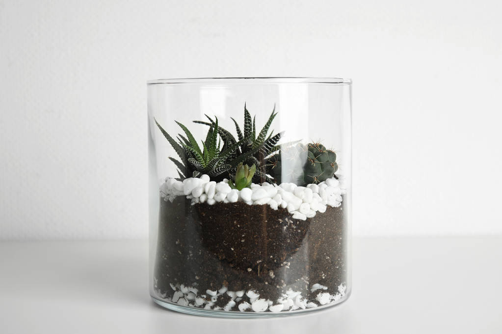 Florario de vidrio con diferentes suculentas sobre fondo blanco
 - Foto, Imagen