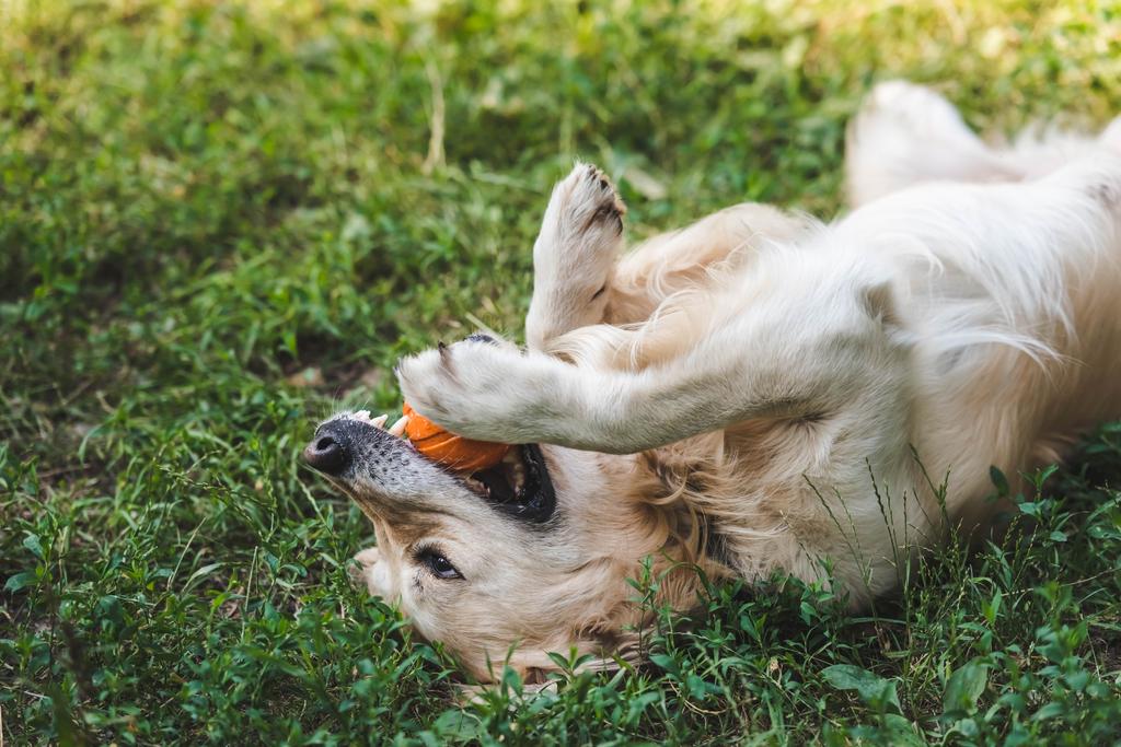 cute Golden Retriever grając z piłką, leżąc na łące  - Zdjęcie, obraz