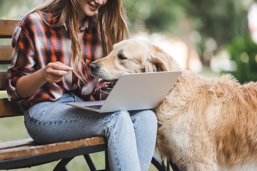 cropped view of girl in casual clothes using laptop while golden retriever disturbing woman - Photo, Image