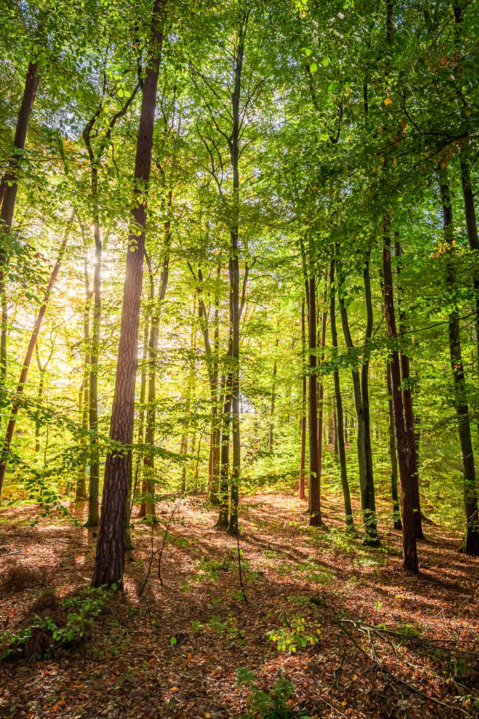 Bosque marrón y sorprendente en el otoño en Europa
 - Foto, imagen