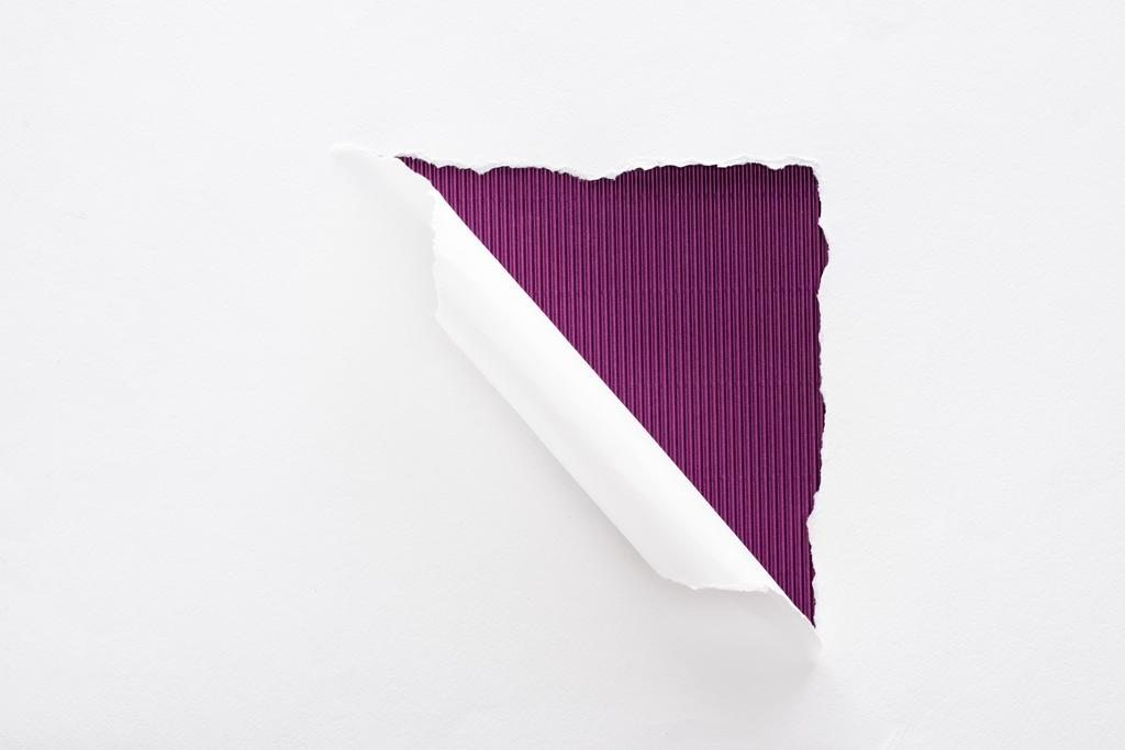 bílý potrhaný a válcovaný papír na tmavě purpurovém pozadí - Fotografie, Obrázek