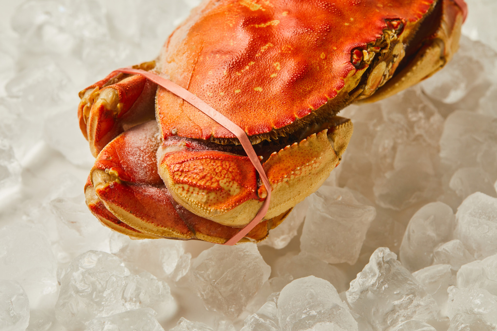 crus congelés, crabes attachés non cuits sur glaçons sur blanc
  - Photo, image