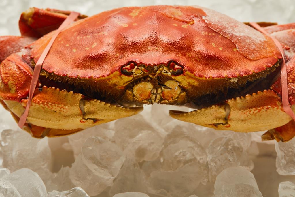 uncooked tied up crab with solid shell on ice cubes on white  - Photo, Image