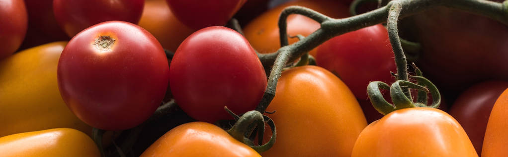 plano panorámico de tomates amarillos, rojos y cereza
  - Foto, imagen
