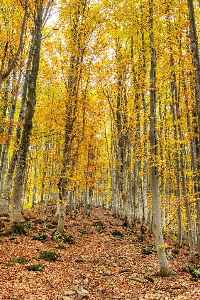 Осінні лісові дерева пейзаж
 - Фото, зображення