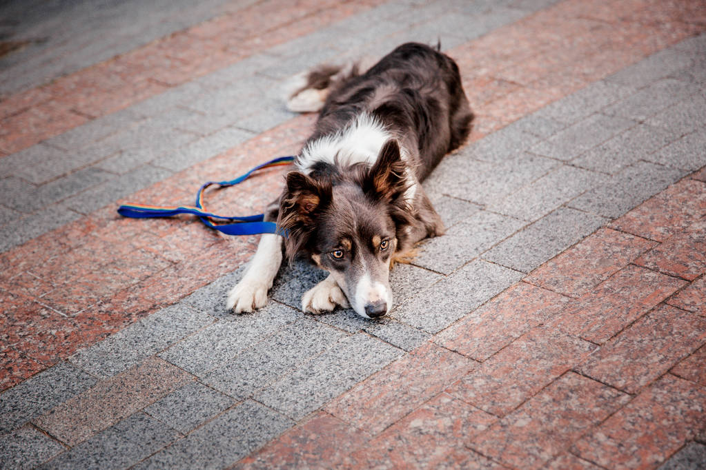 παιχνιδιάρικο σκυλί κόλεϋ που ποζάρει σε εξωτερικούς χώρους την ημέρα   - Φωτογραφία, εικόνα