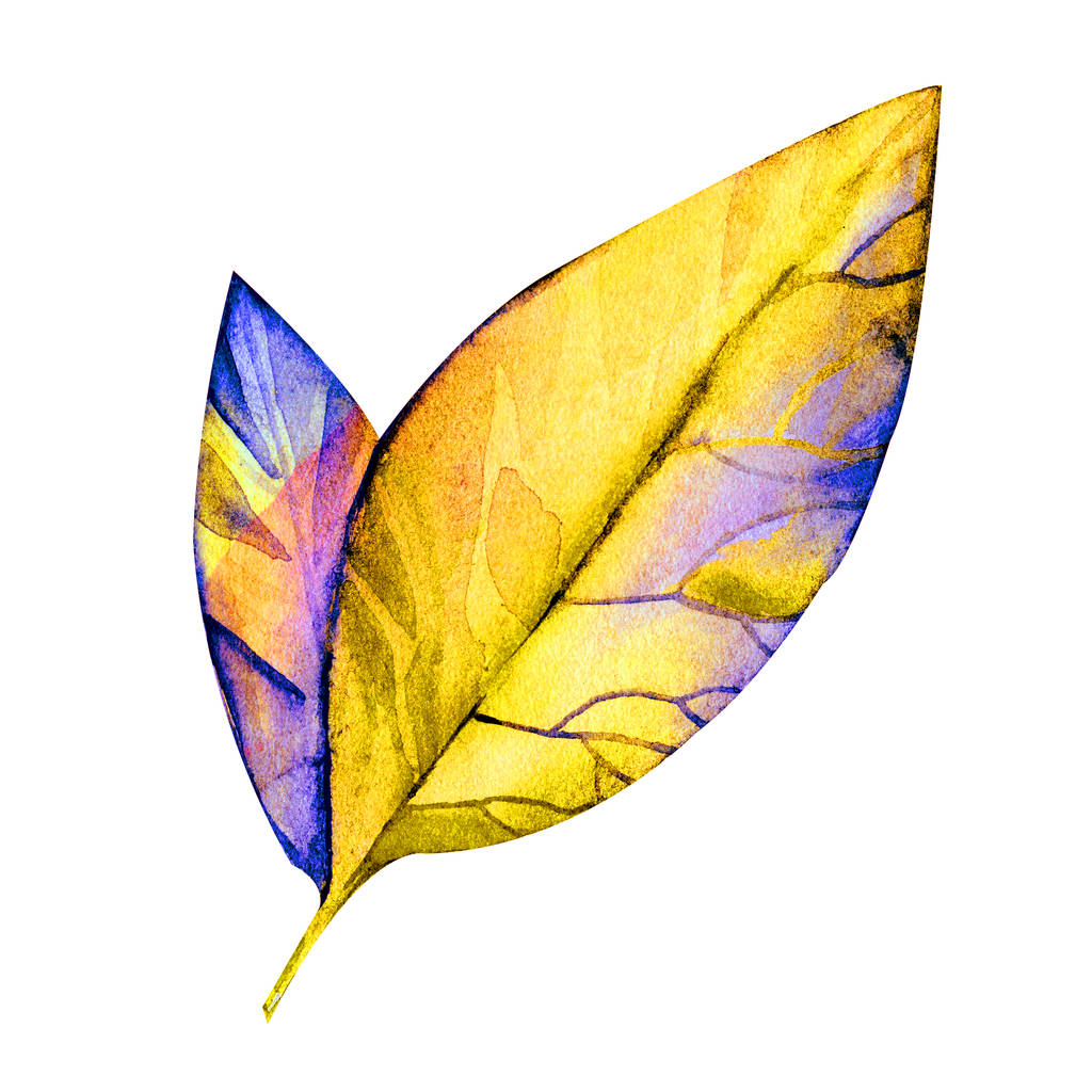 Colorato giallo acquerello autunno foglia. Luminosa illustrazione autunnale su sfondo bianco. Oggetto isolato su sfondo bianco
. - Foto, immagini