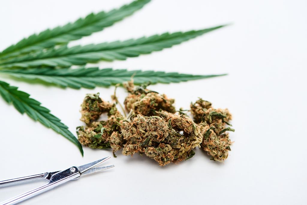 селективный фокус ножниц, зеленый лист конопли и бутоны марихуаны на белом фоне
 - Фото, изображение