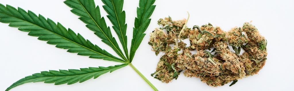 vista superior de la hoja de cannabis verde y los brotes de marihuana aislados en blanco, tiro panorámico
 - Foto, Imagen