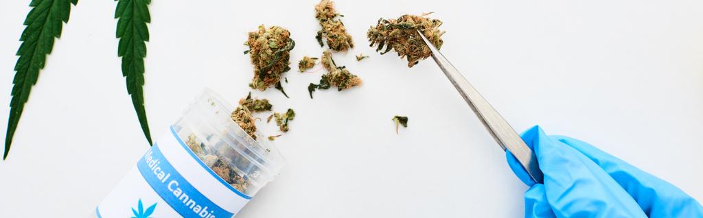 Ausgeschnittene Ansicht eines Arztes im blauen Handschuh, der medizinisches Cannabis mit einer Pinzette in der Nähe des Marihuanablattes auf weißem Hintergrund hält, Panoramaaufnahme - Foto, Bild