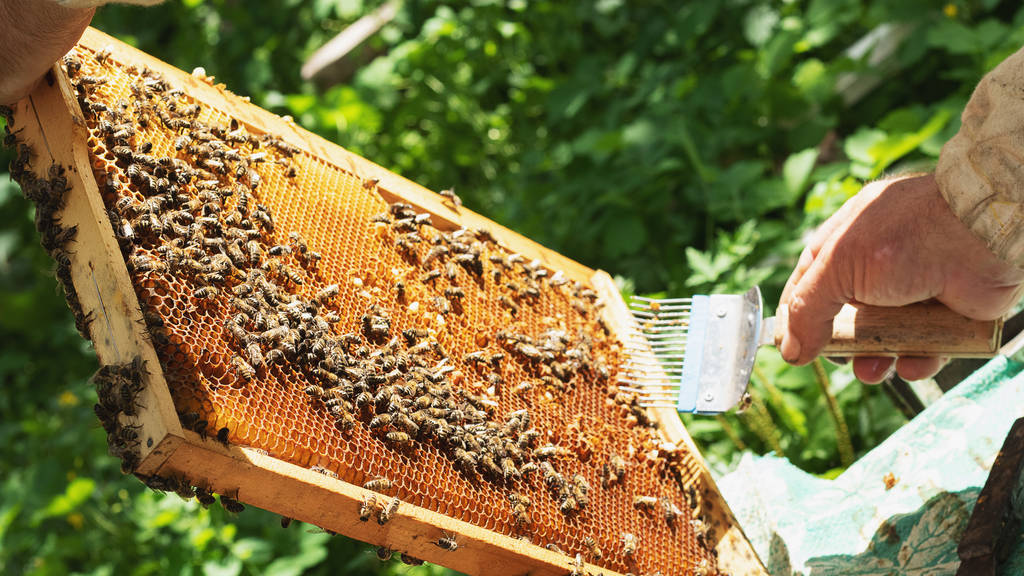 Un apicoltore ispeziona il telaio dell'apiario. Alveari con api
 - Foto, immagini